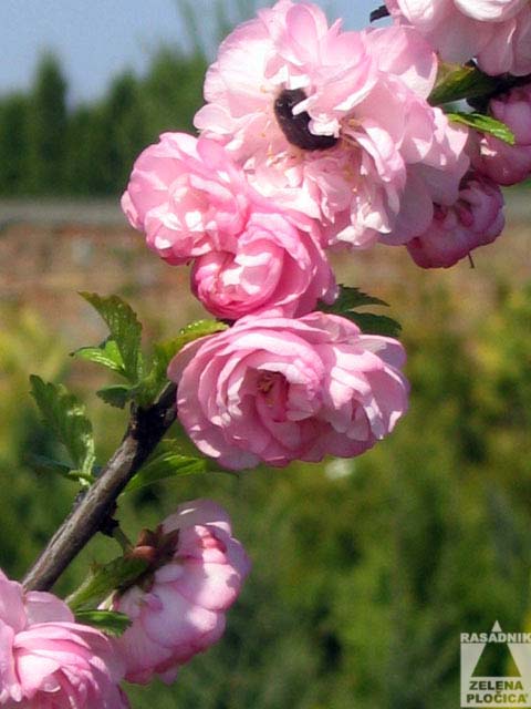 Prunus serrulata - japanska trešnja